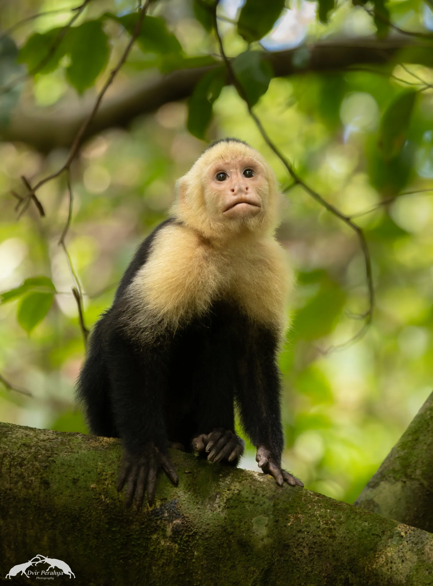 Capuchin monkey, Monteverde